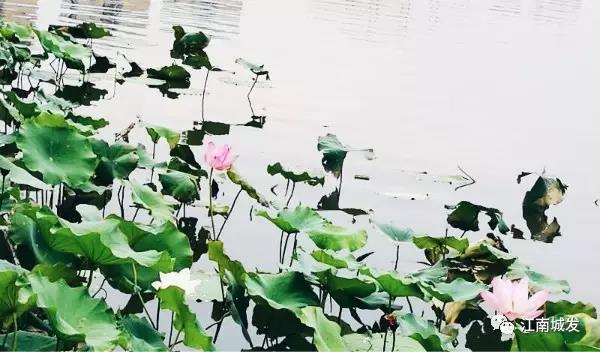江南荷葉、蓮花